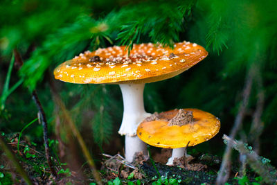 Close-up of mushroom growing on field