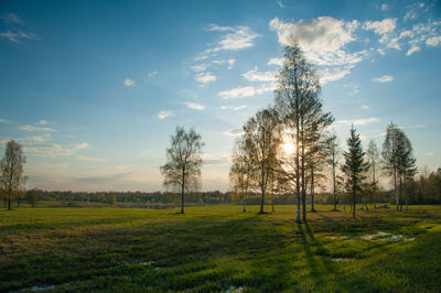 Trees on field against sky