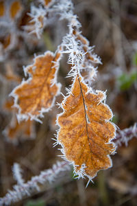 Close-up of dry maple leaves during winter