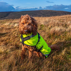 An outdoor portrait of an apricot cockapoo dog in the scottish countryside 