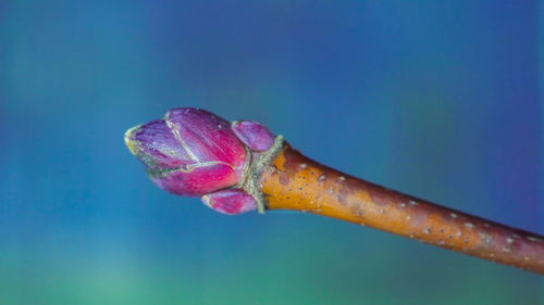 Close-up of water drops on pink blue flower