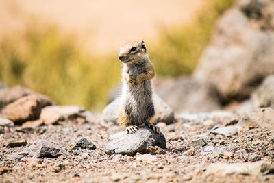 Close-up of squirrel standing on rock