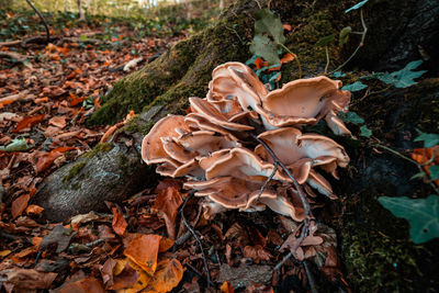 High angle view of dry leaves on field