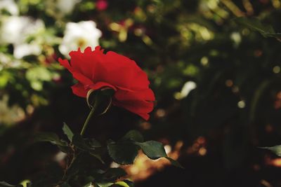 Close-up of red flower blooming outdoors