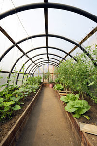 Plants at greenhouse