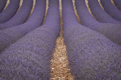 High angle view of purple flower on field