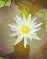 Close-up of white flowers floating on water