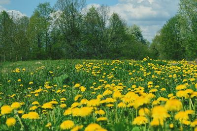 Yellow flowers blooming in field