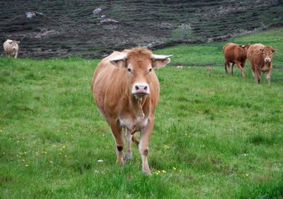 Cows standing in a field