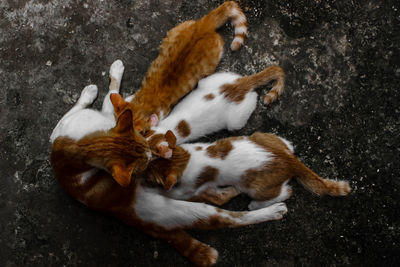 High angle view of cats sleeping on field