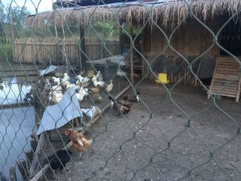 Horse in cage