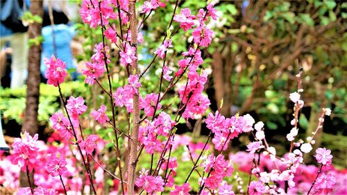 Close-up of pink flowering plant