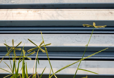 Close-up of plant growing by railing