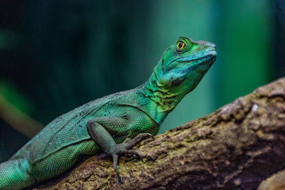 Close-up of lizard on rock