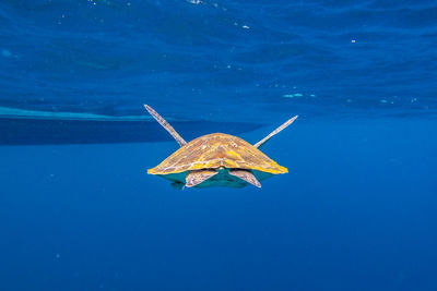 Turtle swimming in blue water