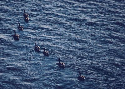 People swimming in sea