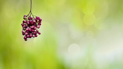 Close-up of berries hanging against blurred background
