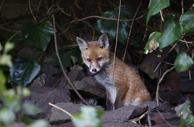 Fox cub licking its lips after emerging from the den
