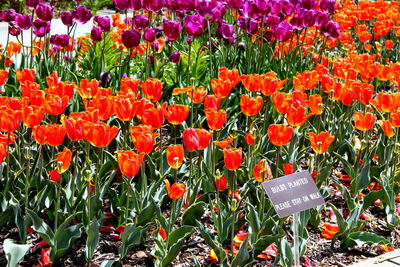 Full frame shot of multi colored flowers
