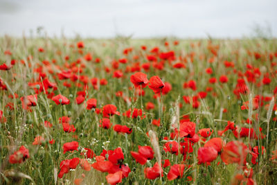 Close-up of red poppy flowers in field