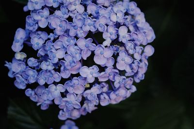 Close-up of blue hydrangea flowers