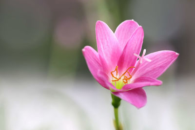 Close-up of pink lotus water lily