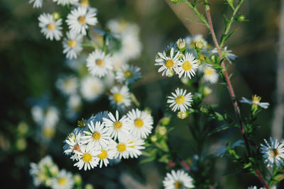 Close-up of white daisy flowers