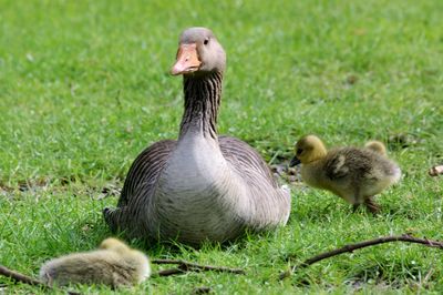 View of ducks on grass