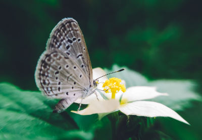 Close-up of butterfly pollinating on flower