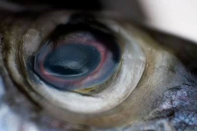 Extreme close up of human eye