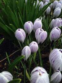 Close-up of purple flowers blooming in field