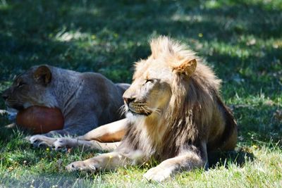 Lion and lioness sitting on grassy field