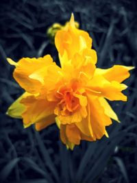 Close-up of yellow flower