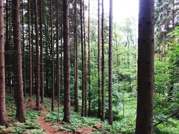 Trees in forest