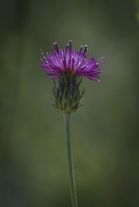 Close-up of thistle flower