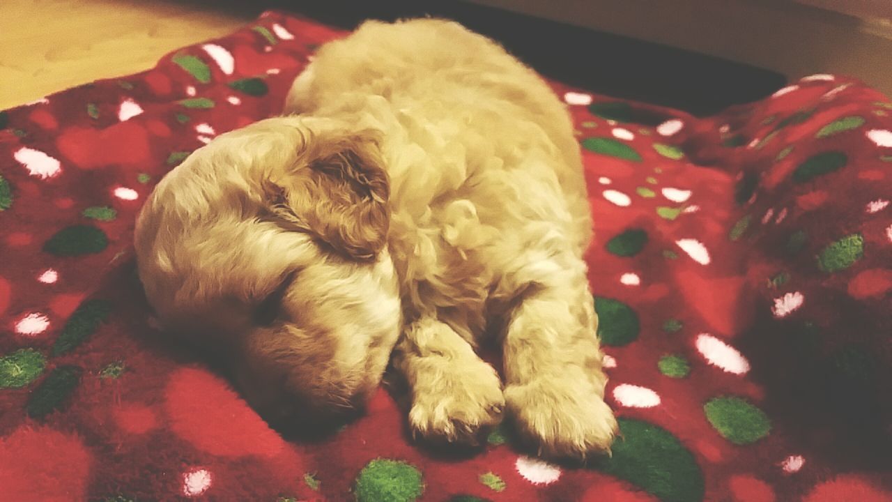 indoors, domestic animals, animal themes, pets, one animal, mammal, dog, sleeping, relaxation, high angle view, resting, home interior, bed, red, close-up, domestic cat, lying down, no people, eyes closed, home