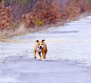 Portrait of dog walking on footpath