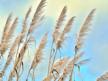 Low angle view of stalks against blue sky