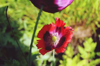 Close-up of red flowers