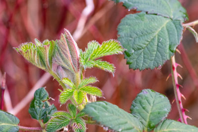 Close-up of fresh green leaves