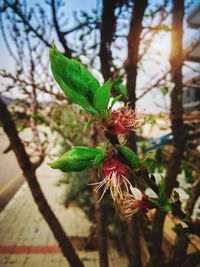 Close-up of red flower on tree