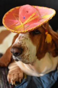 Close-up of dog wearing hat