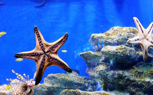 Close-up of fishes swimming in aquarium