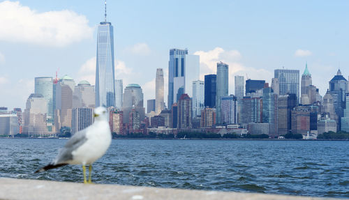 Seagull perching by sea against cityscape