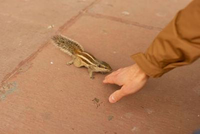 High angle view of hand holding leaf