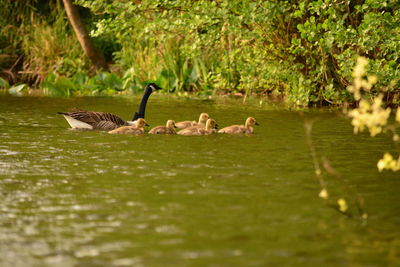 Ducks in a lake