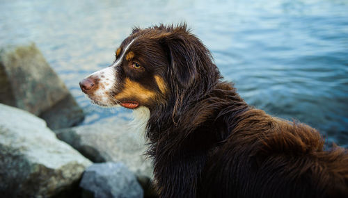 Close-up of bernese mountain dog looking away