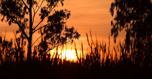 Silhouette trees on field against romantic sky at sunset