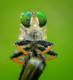 Close-up of wet insect on plant