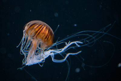 Close-up of jellyfish swimming in sea